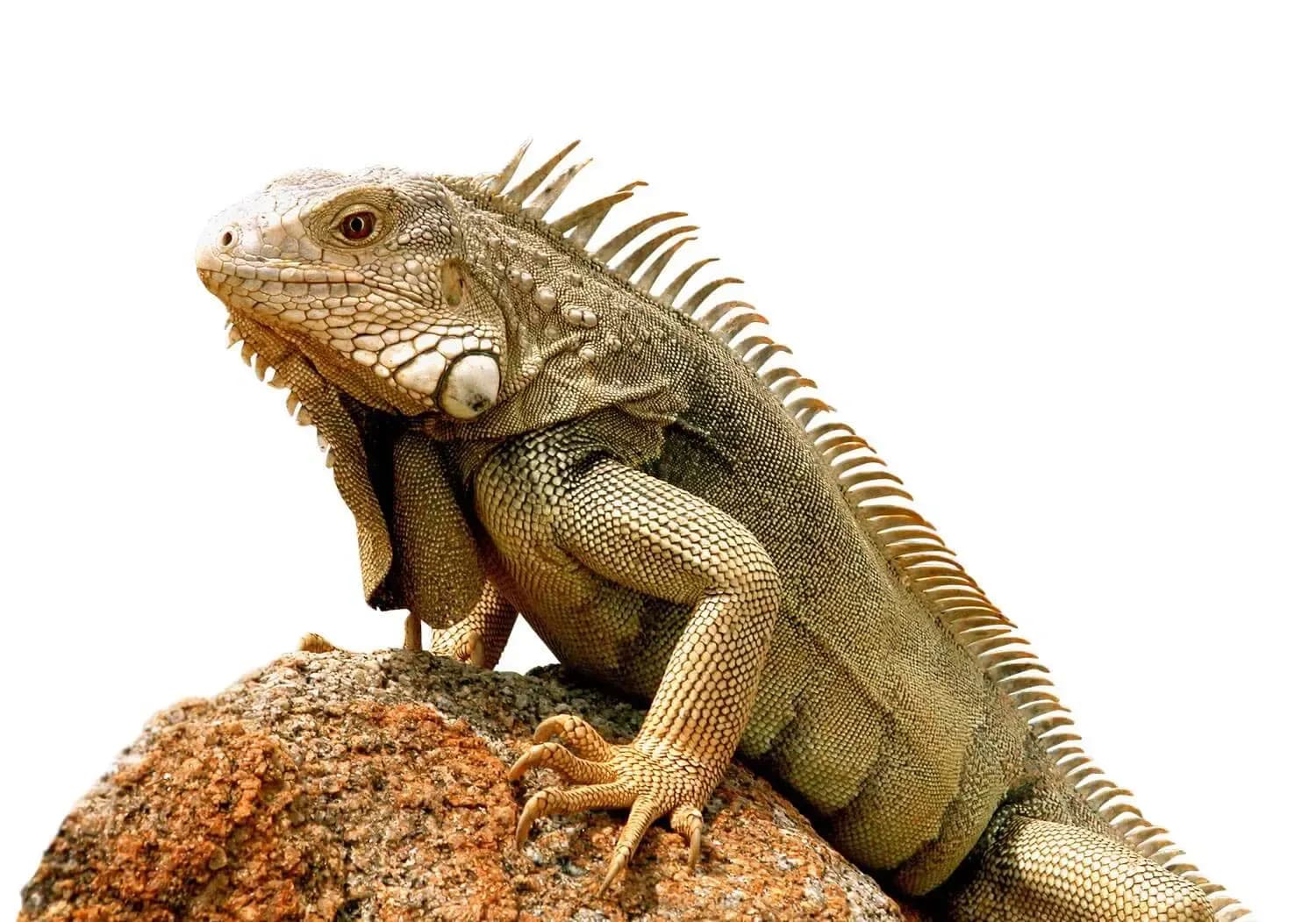 Leguan samt Felsen freigestellt vor Weiß, Rückenkamm und Schuppen mit weicher Kante gelöst