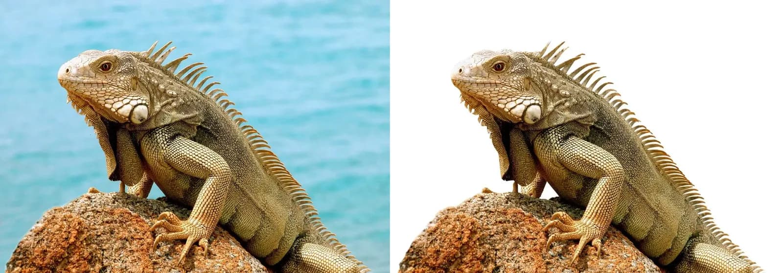 Vorher-nachher-Vergleich: Leguan auf dem Felsen links vor dem Meer, rechts freigestellt vor Weiß mit feinem Rückenkamm
